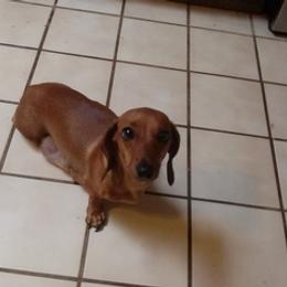 Dachshunds from Wilburn Dachshunds