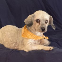 Gaia - Silver female Havanese puppy in The Villages, Florida from Happy Tail Companions