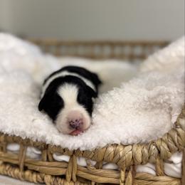 Black Tri Male 1 - Black tri male Miniature Australian Shepherd puppy in Stuart, Virginia from Apple Tree Mini Aussies