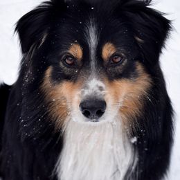 Blaze - Australian Shepherd