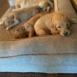 Goldendoodle Puppies from Doodle Devotion