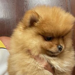 Boy 2 - Bandit - Pomeranian puppy from Mariska's Pomeranians