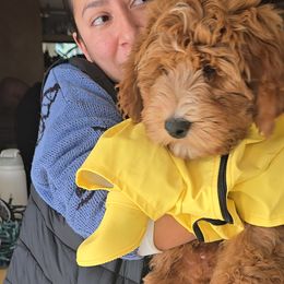 Mr Blu - Bernedoodle puppy from Our Doodle Ranch