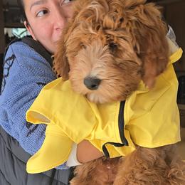 Mr Blu - Bernedoodle puppy from Our Doodle Ranch