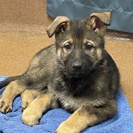 Girl 3 - Sable female German Shepherd puppy in Black Creek, Wisconsin from Copper View Farm German Shepherds and Labrador Retreivers