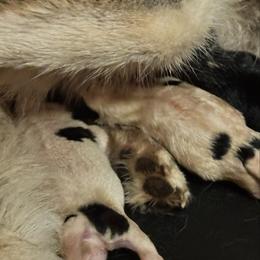 Sugar - Black and white female Siberian Husky puppy in Mechanicsville, Virginia from Shinko Siberians