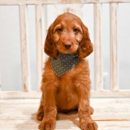 Aussiedoodle, Bernedoodle, Goldendoodle, and Irish Doodle Puppies from Sun Valley Goldendoodles