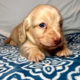 Gucci - Cream male Dachshund puppy in Hilliard, Florida from Divine Dachshunds of Duval