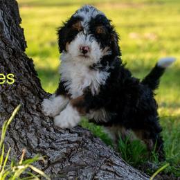 Myles - Tri-color male Bernedoodle puppy in Stuart, Oklahoma from G Ridge Kennels