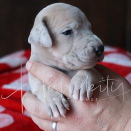 Lacey - Merle female Great Dane puppy in Denison, Texas from Hundeity Great Danes