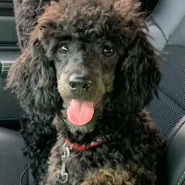 Poodles from Paw Print Farms