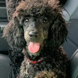 Poodles from Paw Print Farms