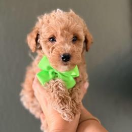 Patrick - Apricot male Goldendoodle puppy in Sacramento, California from GoldenDoodle Love