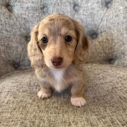 Cora - Dapple female Dachshund puppy in Fort Gibson, Oklahoma from Cooper’s Dachshunds