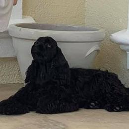 Milyy - Cocker Spaniel