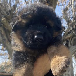 German Shepherd puppies from Aguirre Farm