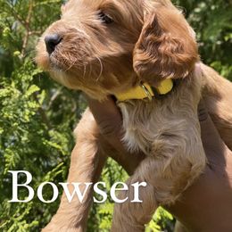 Cockapoo and Rottweiler Puppies from RJ Rotts - Beachy Family Cockapoos