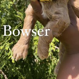 Cockapoo and Rottweiler Puppies from RJ Rotts - Beachy Family Cockapoos