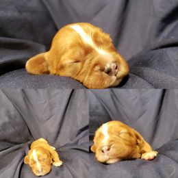Cavalier King Charles Spaniel Puppies from Southern Edge Kennel