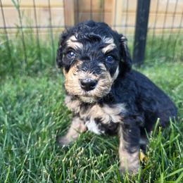 Brody - Tri-color male Bernedoodle puppy in Blackfoot, Idaho from Draper Mountain Doodles