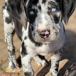 Catahoula Leopard Dog Puppies from Peach Tree Catahoulas