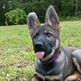 German Shepherds from LaVere Shepherds