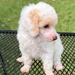 Lil Jean - Parti female Poodle puppy in Florence County, South Carolina from Modern Family Standards