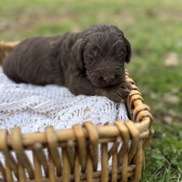 Blue - Chocolate Labradoodle puppy in Batesville, Arkansas from Morris Farmyard