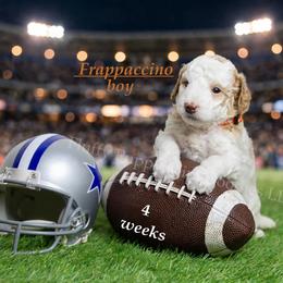 Frappuccino ORANGE COLLAR boy  3500 - Parti male Goldendoodle puppy in Corona, California from Fluffy Puppy Mini Doodles LLC