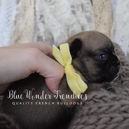 Teddy Altman - Fawn female French Bulldog puppy in Loxahatchee, Florida from Blue Wonder Frenchies