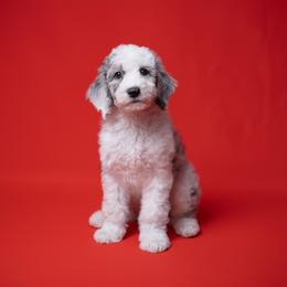 MJ - Blue merle male Sheepadoodle puppy in Los Angeles, California from Exquisite Doodles