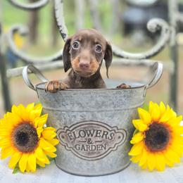 Cocomelon - Chocolate and tan female Dachshund puppy in Lady Lake, Florida from K Rae's Dachshunds