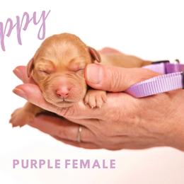 Labrador Retriever Puppies from AGL Retrievers