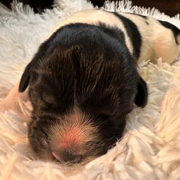 Newfoundland Puppies from Sugar Paws Newfoundlands