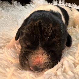 Newfoundland Puppies from Sugar Paws Newfoundlands