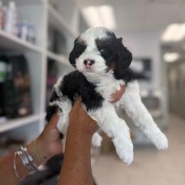 Velvet - Black tri-color female Aussiedoodle puppy in Fort Myers, Florida from Little Golden Farm