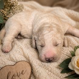 Goldendoodle puppies from Samantha's Goldendoodles