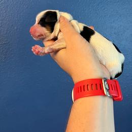 Toad-Light Blue - Tri-color male Bernedoodle puppy in Casper, Wyoming from 307 Doodles