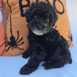 Luke - Black male Schnoodle puppy in Hickory, North Carolina from Selene's Schnauzers