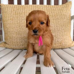 Feta - Apricot female Goldendoodle puppy in Sunman, Indiana from Brunsman Country Doodles LLC