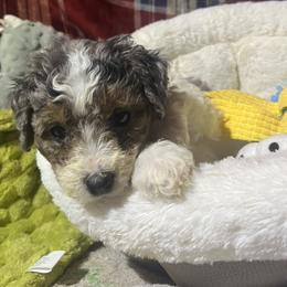 Skye - Blue merle female Bernedoodle puppy in Springfield, Missouri from Doodle Dandy Bernedoodles & Aussiedoodles