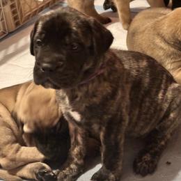 Purple collar - Brindle female Mastiff puppy in Lincolnton, North Carolina from Little Mountain Mastiffs