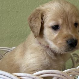 Glaze - Golden Retriever puppy from Frankly Golden