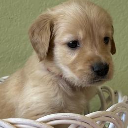 Glaze - Golden Retriever puppy from Frankly Golden