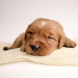 Dot - Dark golden female Golden Retriever puppy in Buhl, Idaho from Atkinson's Goldens