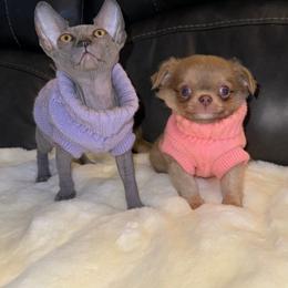 Chihuahua Puppies from Naples Tiny Dogs