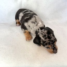 Dachshund Puppies from Weenie Bros