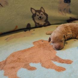 Amelia - Apricot female Poodle puppy in Minneapolis, Minnesota from River Park Poodles