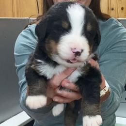 Tan Collar Male - Black rust and white male Bernese Mountain Dog puppy in Bristol, Tennessee from Holston Hollow Farm