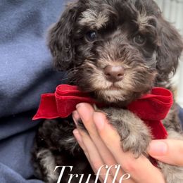 TRUFFLE - Brown male Schnoodle puppy in Fredericksburg, Virginia from Growing Puppies